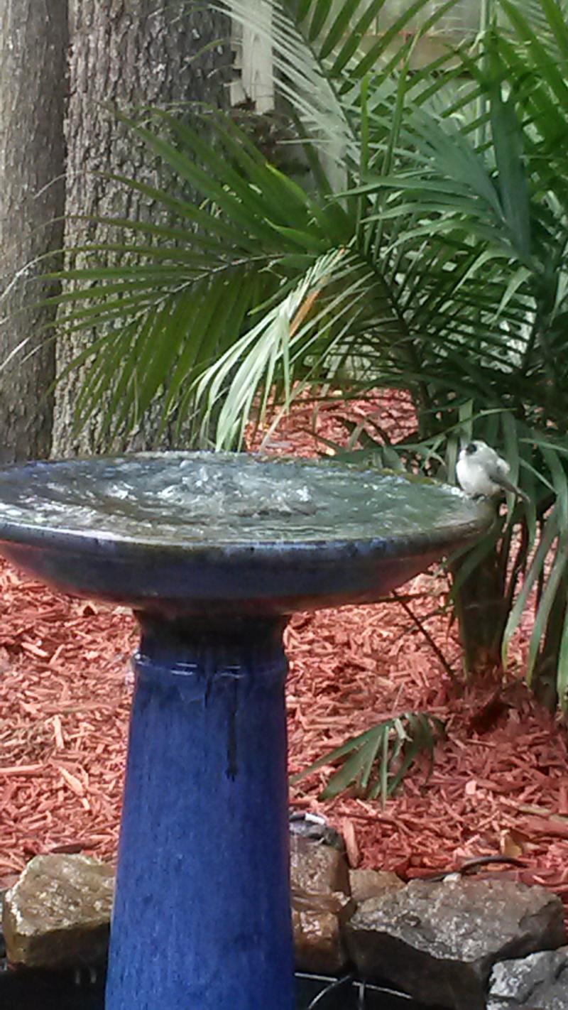 Landscape and garden redesign project, Memphis area, TN
